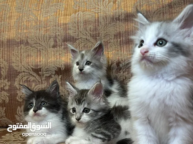 Maine coon ماين كون
