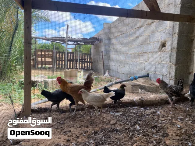 3فرريج و 5دجاج للبيع