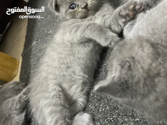 سكوتش فولد بيور اذان مطويه ولعوب مشالله و اليف جداً