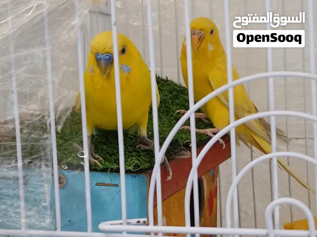 طيور حب هولنديات للبيع انثى وذكر