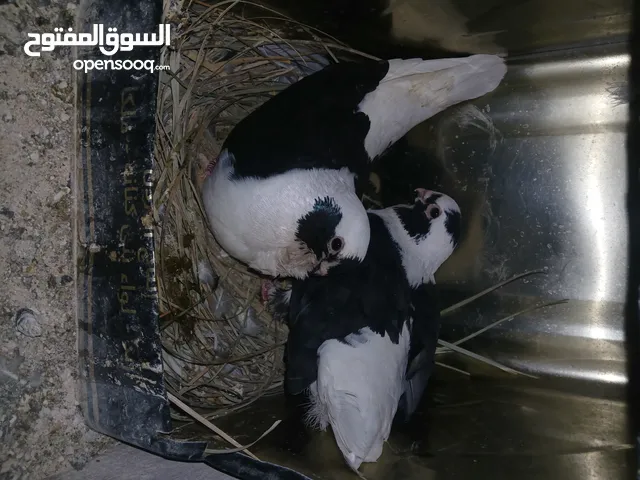 4 جواز شغاله وفحل مكفوله للبيع دون الفراخ 35 دينار كوم