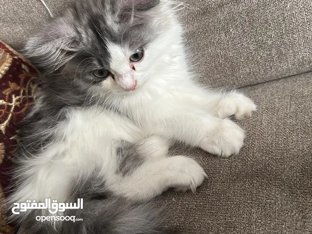 2 month old Persina kitten