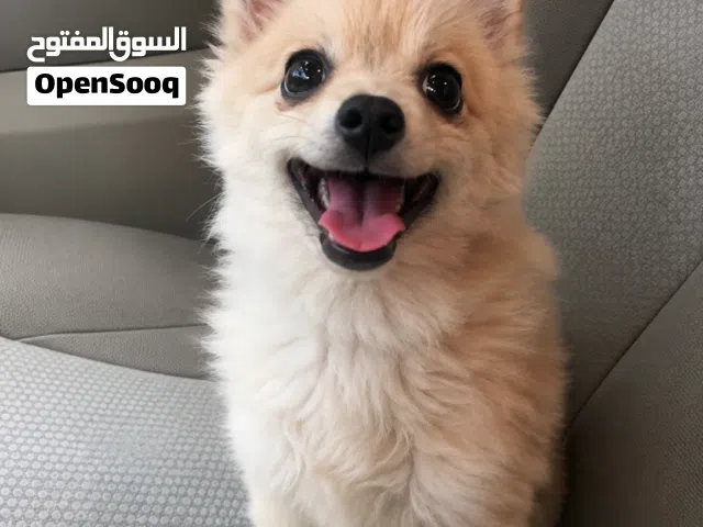 Chihuahua for Rehoming