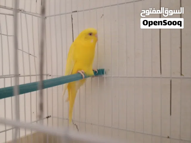 بسم الله تبارك الله كوبيه لاتينوا عين حمره للبيع بادن لله مضمونه لو توله إنتاجهم