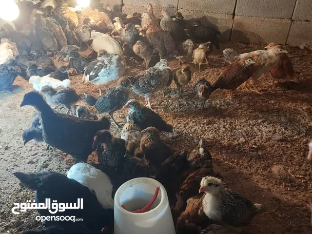 السلام عليكم ورحمة الله دجاج عربي للبيع