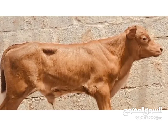 أبقار محليه من دول خليج بأسعار تنافسية