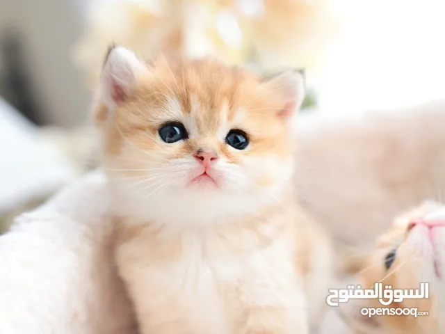 Pure breed British shorthair kitten