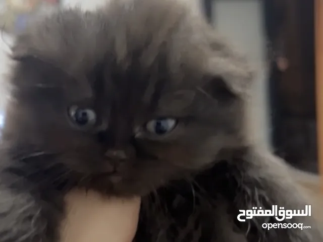 قطط عمري شهرين