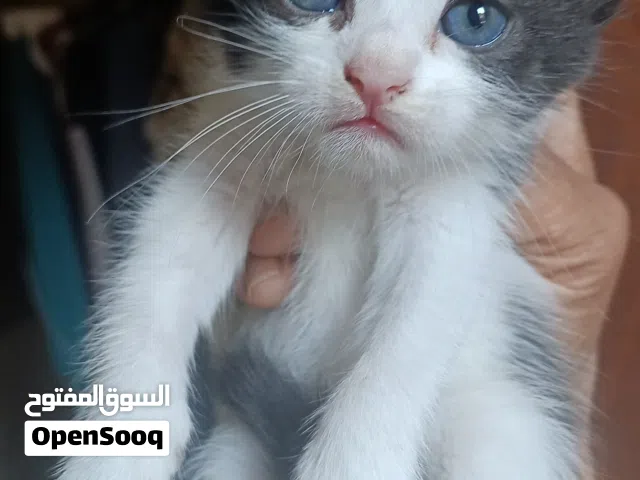 قطط شيرازي