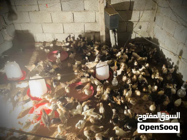 متوفر فلليس العمر 33يوم مكانهم ورشفانه مخلط عربي فيومي زهري وفولي ورود