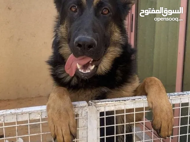 كلب جيرمن شيبرد