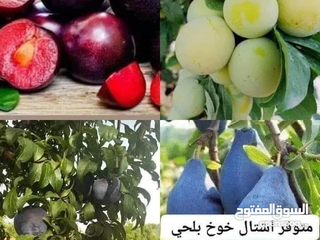 تنسيق حدائق