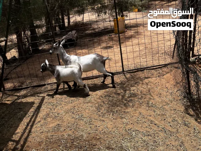 جفرة قزمي طيبة معه تيس