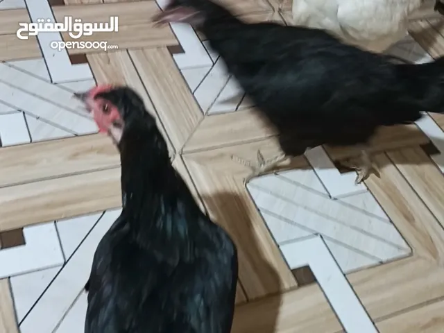 جاج عرب بياضات