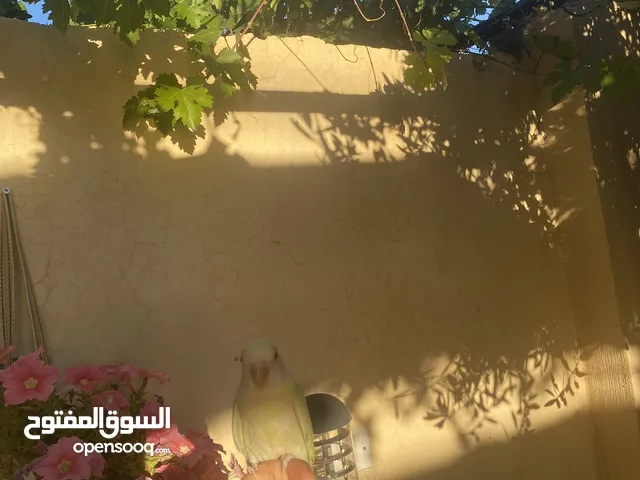 أنثى روز للبيع أليفه مدربه على اكثر من شغله