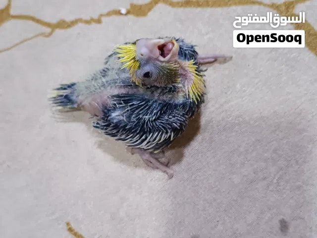 متاح فرخ كوكتيل