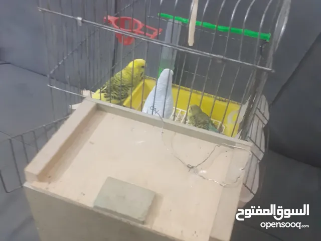 عصافير حب مع فراخهم