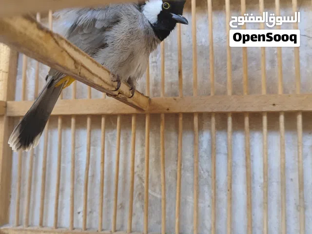 بلبل ربه للبيع