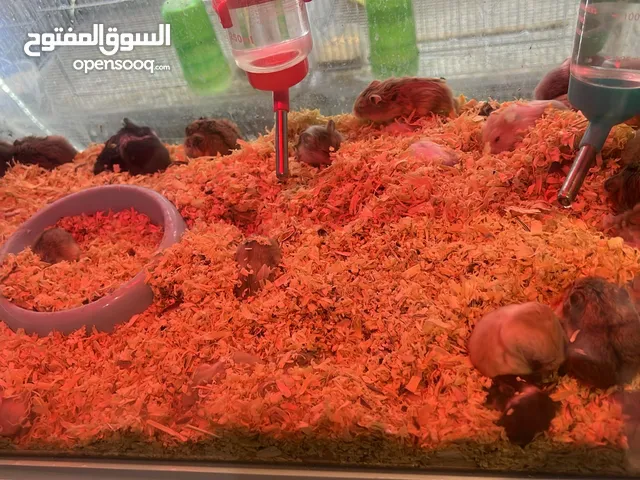 هامستر للبيع