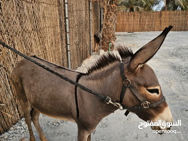 أنثى حمار – العمر سنة
