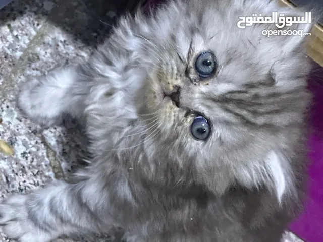 قطة للبيع عمرها شهرين