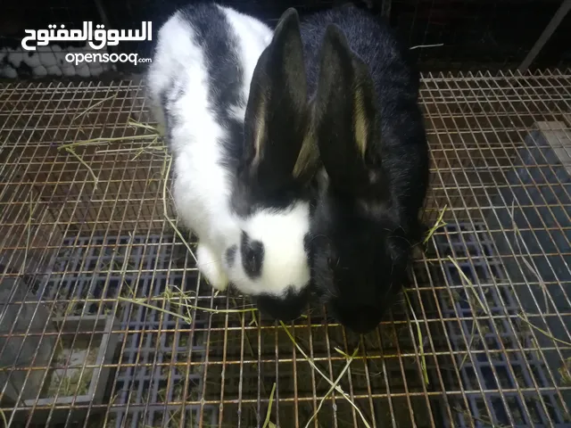 أرانب واقفاص للبيع