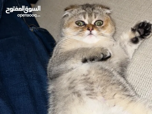 Scottish Fold (السكوتش فولد)