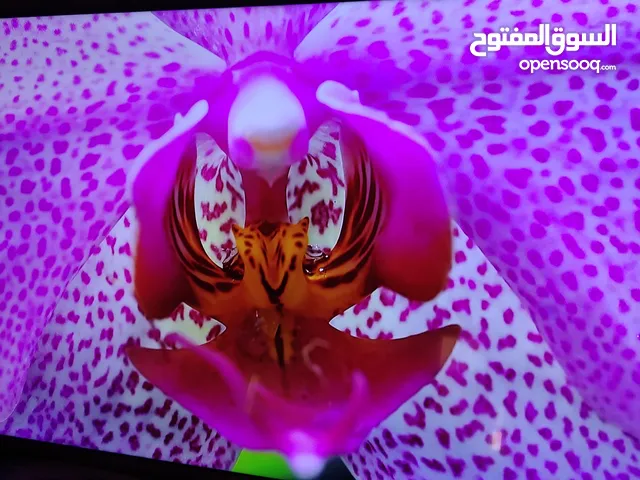 General View Smart 55 Inch TV in Zarqa