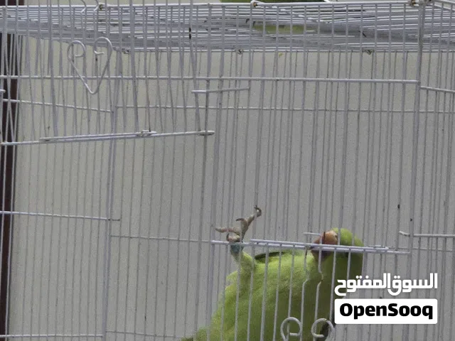 دره أخضر مفطوم وجاهز للتدريب – عمر 3 أشهر ونص