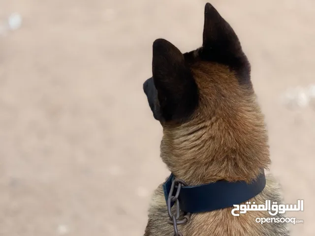 كلب ربي يبارك مينوا عمره سنه مصكره