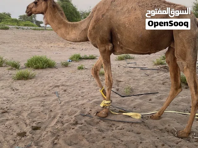 ناقة لقحانه