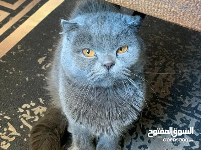 للبيع قطة سكوتش فولد  scottish fold العمر 3 شهور