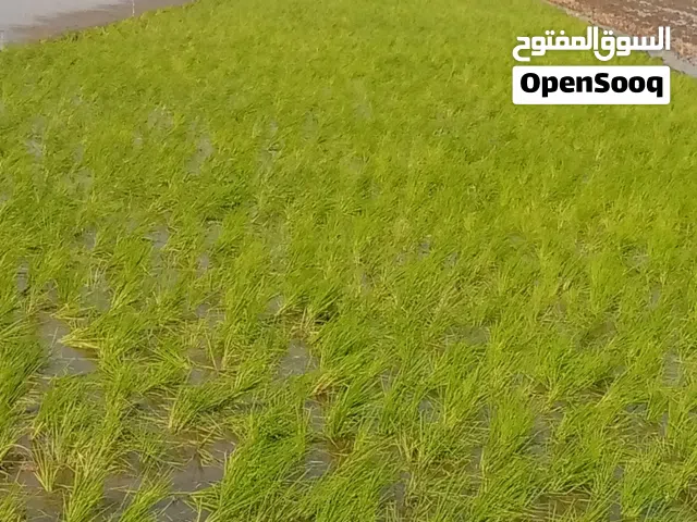 Farm Land for Sale in Gharbia Other