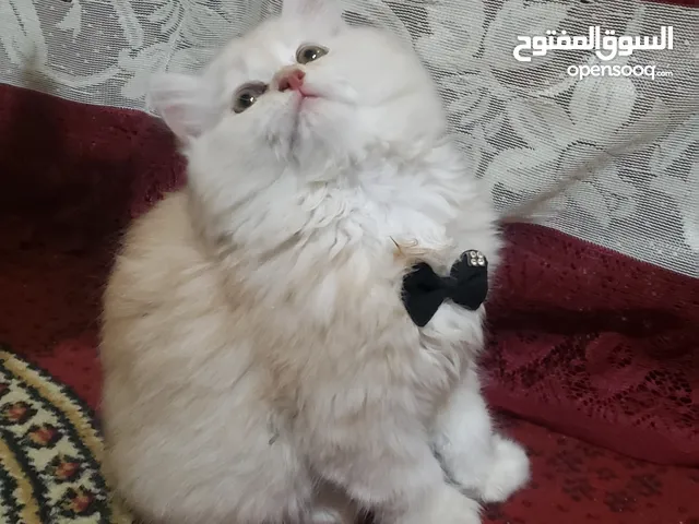 حيوانات للبيع