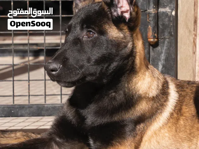 ملوك الراعي البلجيكي   جراء راعي بلجيكي ألوان غامقة وفاخرة  تميز.. قوة.. حضور ما بتلاقيه
