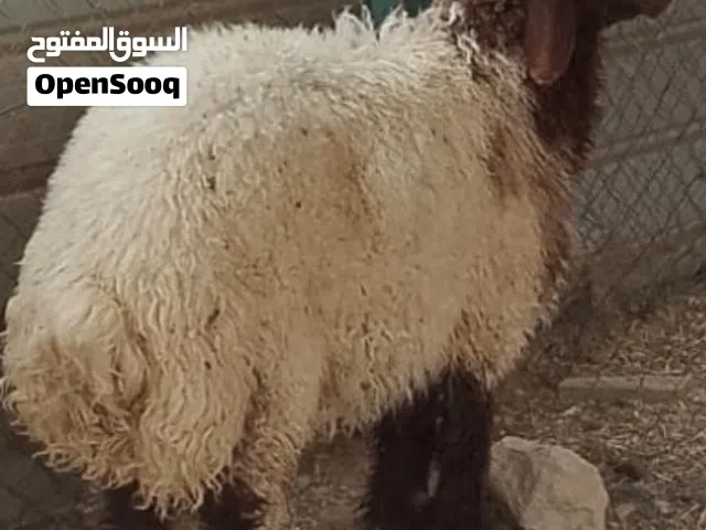 اضاحي لبيع نعيمي
