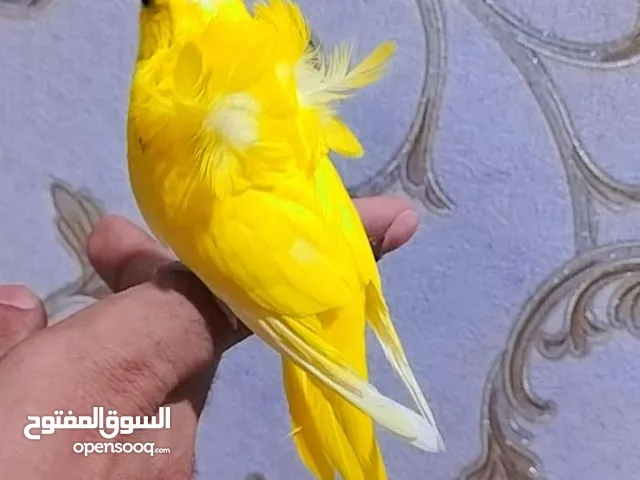 محميه طيور حب هاجرمو اقره التفاصيل