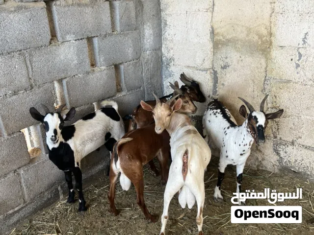 هوايش و تيوس فل سمنه لحم للبيع باسعار مناسبه اقرا الوصف لذبح او تربيه