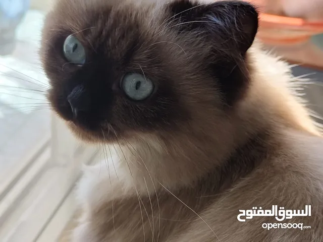قط شيرازي و هملايا عمره سنه يحب العب مع الأطفال للتبني