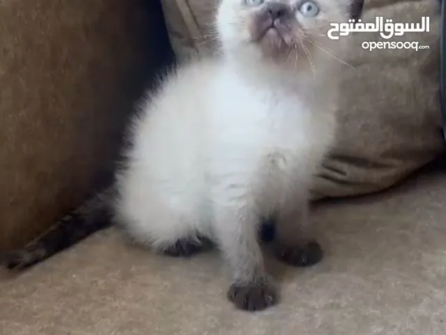 قطه سيامى عمر شهرين