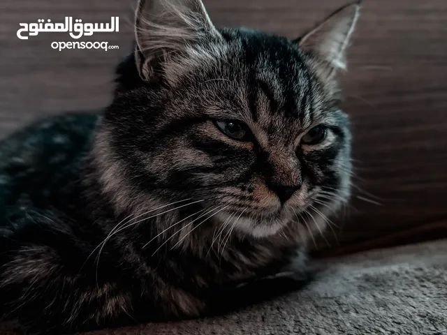 قطه التبني