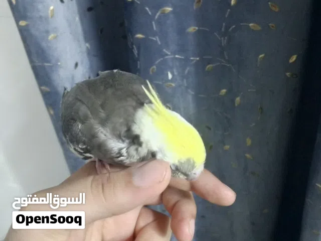كوكتيل أليف طينة