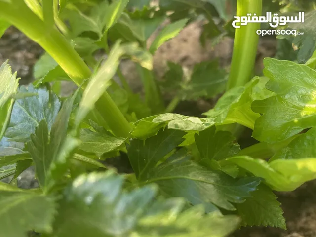 راديتر هوندا اوديسي 2012 للبيع