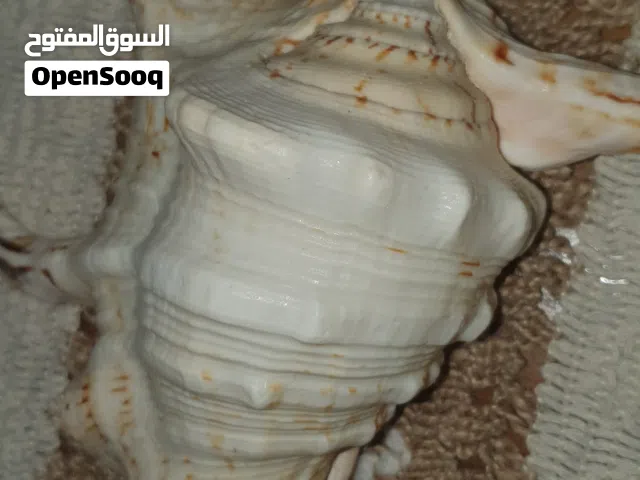 صدف بحري نادر للديكورات قابل للتفاوض