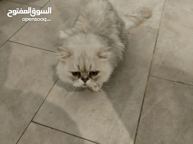 chats persan/قطط الفرسية