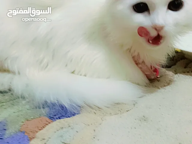 انثى شيرازي مع هملايا بيور مدربه واليفه