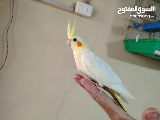 فراخ كوكتيل أليفة ألوان جذابة ومتنوعة