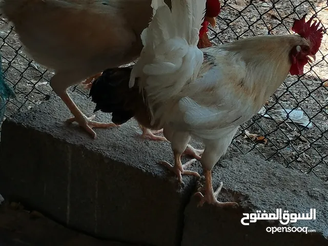 دجاج محلي نوع دياكه محليه اصليه