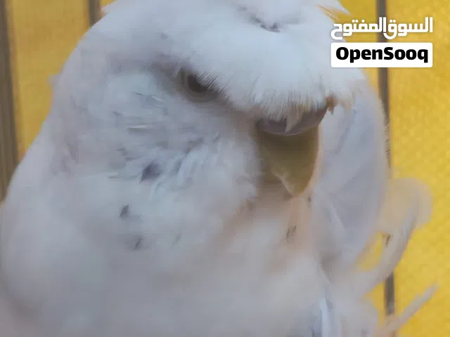 متاح جوزين حب للبيع
