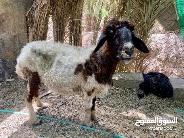 نعجه للبيع سعرها مناسب توها فاطمه طليها